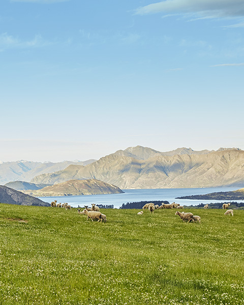 New Zealand grass-fed beef lamb 3