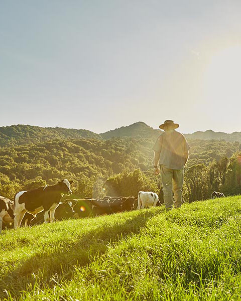 New Zealand grass-fed beef lamb better life 2