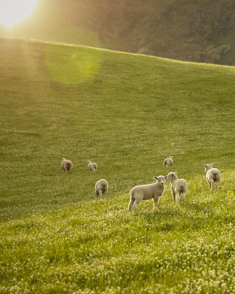 New Zealand grass-fed beef lamb better life 3