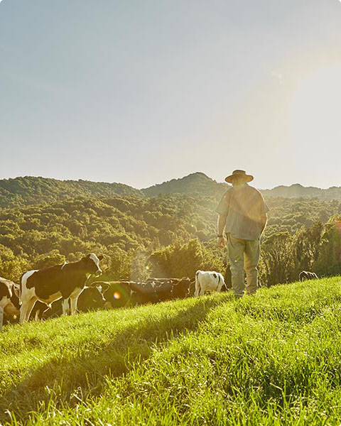 The better taste of New Zealand grass-fed beef and lamb