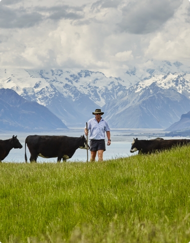 Springvale New Zealand Grass-fed Beef Farming Practices
