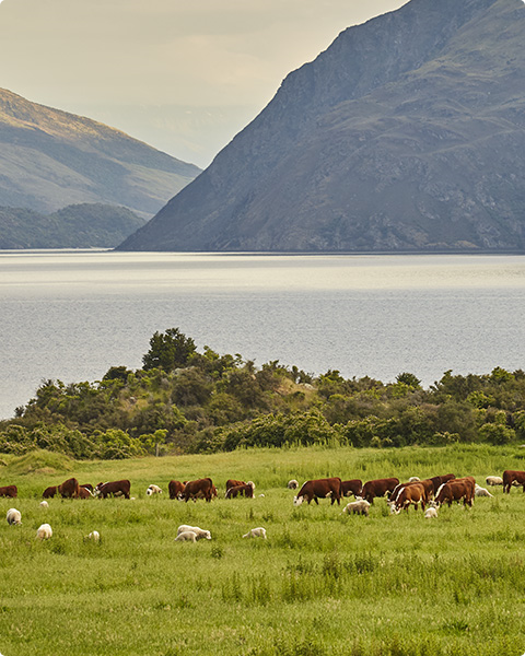 New Zealand has healthy, happy animals