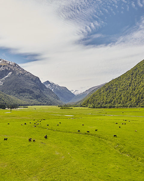 The New Zealand grass-fed beef and lamb difference