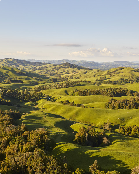 Low Carbon Beef and Lamb from New Zealand Beef and Lamb