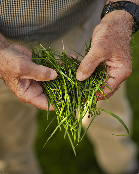 Regenerative Agriculture from New Zealand Beef and Lamb