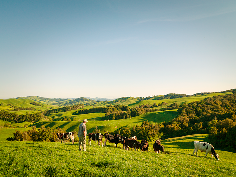 Regenerative Agriculture from New Zealand Beef and Lamb