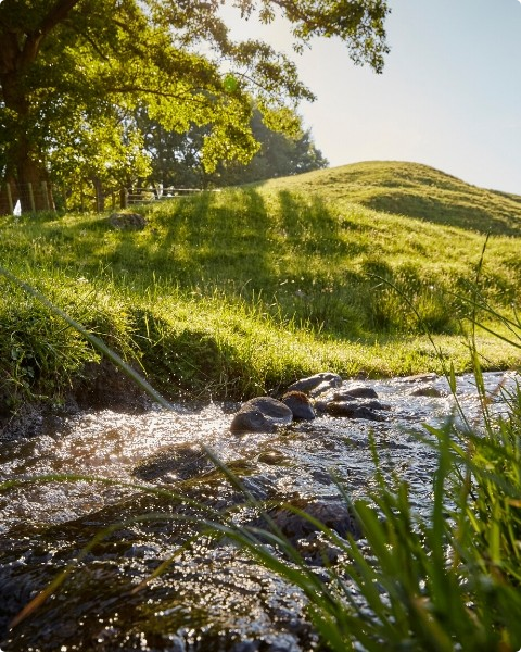 Regenerative Agriculture from New Zealand Beef and Lamb