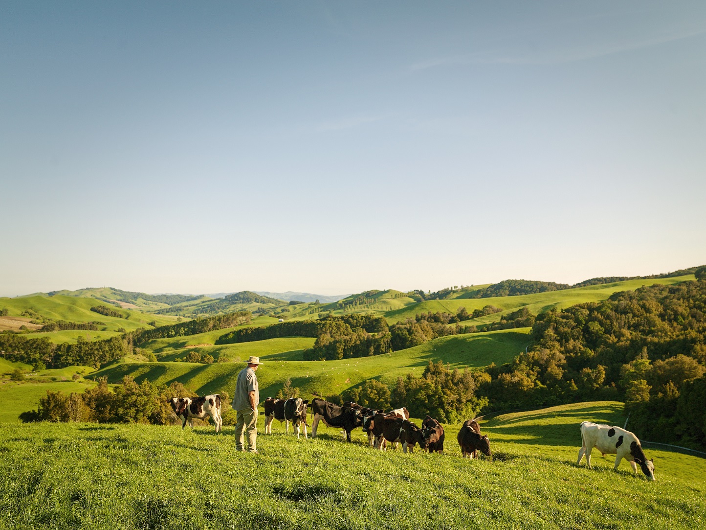 Learning from New Zealand's Animal Welfare System: How a Farmer-Led Approach Pushes Industry Commitments Forward Article Image